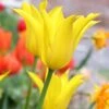Tulip 'Flashback' 2 Tulip 'Flashback' -Flowers Sales Store tulip flashback 0 12d50474 0f4c 4899 87de 01e4ce3f9e1f