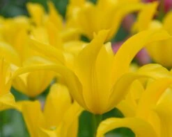 Tulip 'Flashback' -Flowers Sales Store tulip flashback 3