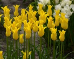 Tulip 'Flashback' -Flowers Sales Store tulip flashback 4