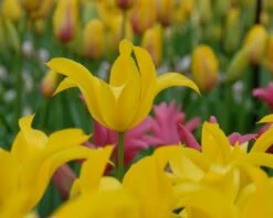 Tulip 'Flashback' -Flowers Sales Store tulip flashback 5