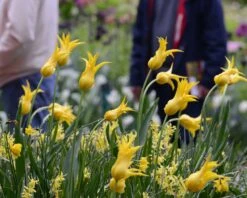 Tulip 'Flashback' -Flowers Sales Store tulip flashback 7