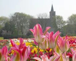 Tulip 'Florosa' -Flowers Sales Store tulip florosa 3