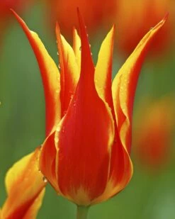 Tulip 'Fly Away' -Flowers Sales Store tulip fly away 2 b7a96006 7784 4f51 ad10 e6ec9c550a8c