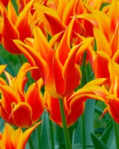 Tulip 'Fly Away' -Flowers Sales Store tulip fly away 3