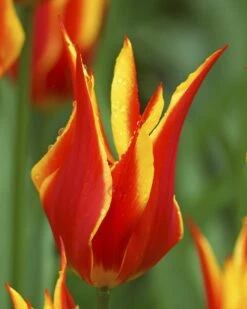 Tulip 'Fly Away' -Flowers Sales Store tulip fly away 3 923b7a5a 3bf3 4393 9950 eabacf0d5949