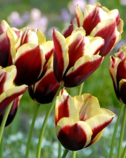 Tulip 'Gavota'
