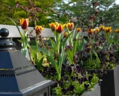 Tulip 'Gavota' 17 Tulip 'Gavota' -Flowers Sales Store tulip gavota 2