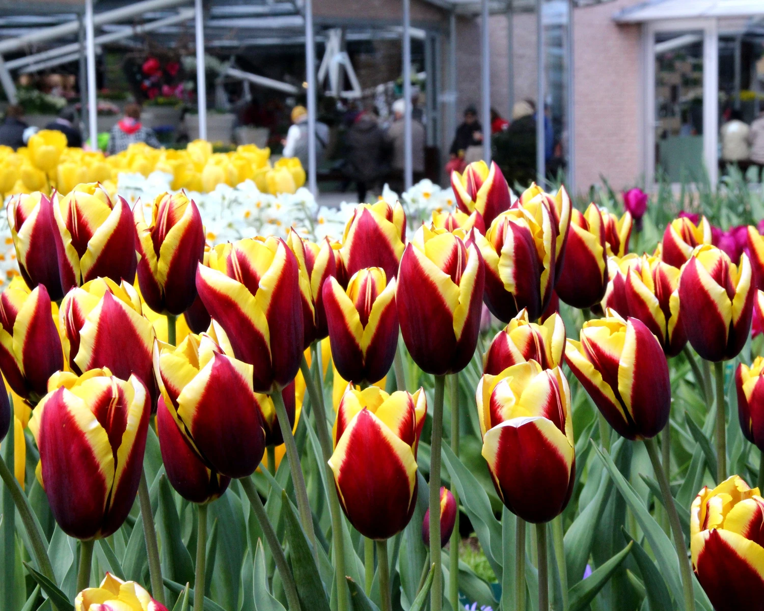 Tulip 'Gavota' 10 Tulip 'Gavota' - Image 8