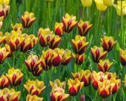 Tulip 'Gavota' 14 Tulip 'Gavota' -Flowers Sales Store tulip gavota 4