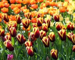 Tulip 'Gavota' 19 Tulip 'Gavota' -Flowers Sales Store tulip gavota 4 d98fdcb9 134b 40eb b73f 59314f00630f