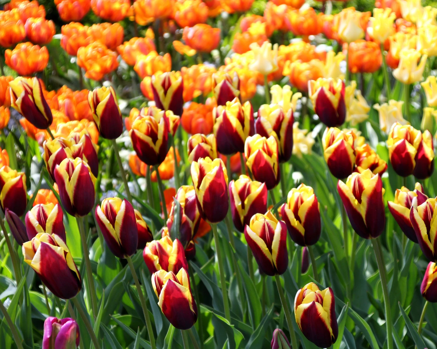 Tulip 'Gavota' 11 Tulip 'Gavota' - Image 9