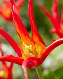 Tulip 'Go Go Red' -Flowers Sales Store tulip go go red 0