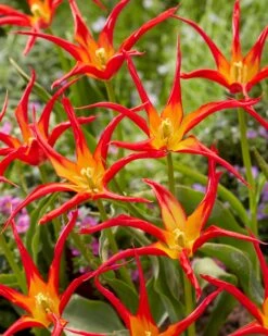 Tulip 'Go Go Red' -Flowers Sales Store tulip go go red 2