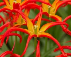 Tulip 'Go Go Red' -Flowers Sales Store tulip go go red 2 13296f2c 5229 4c6f 9586 cc112b875328