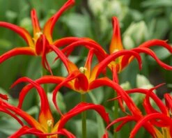 Tulip 'Go Go Red' -Flowers Sales Store tulip go go red 3 0ed2347b 8192 4659 8f8e c62284fb0f89