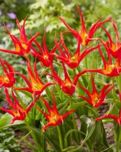 Tulip 'Go Go Red' -Flowers Sales Store tulip go go red 5