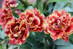 Tulip 'Gold Dust' 15 Tulip 'Gold Dust' -Flowers Sales Store tulip gold dust 0