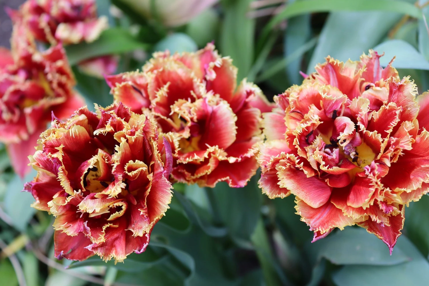 Tulip 'Gold Dust' 9 Tulip 'Gold Dust' - Image 7