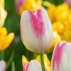 Tulip 'Graceland' 1 Tulip 'Graceland' -Flowers Sales Store tulip graceland 1