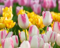 Tulip 'Graceland' 12 Tulip 'Graceland' -Flowers Sales Store tulip graceland 2