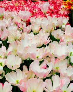 Tulip 'Graceland' 11 Tulip 'Graceland' -Flowers Sales Store tulip graceland 5