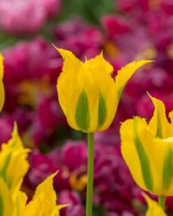 Tulip 'Green Mile' 14 Tulip 'Green Mile' -Flowers Sales Store tulip green mile 1