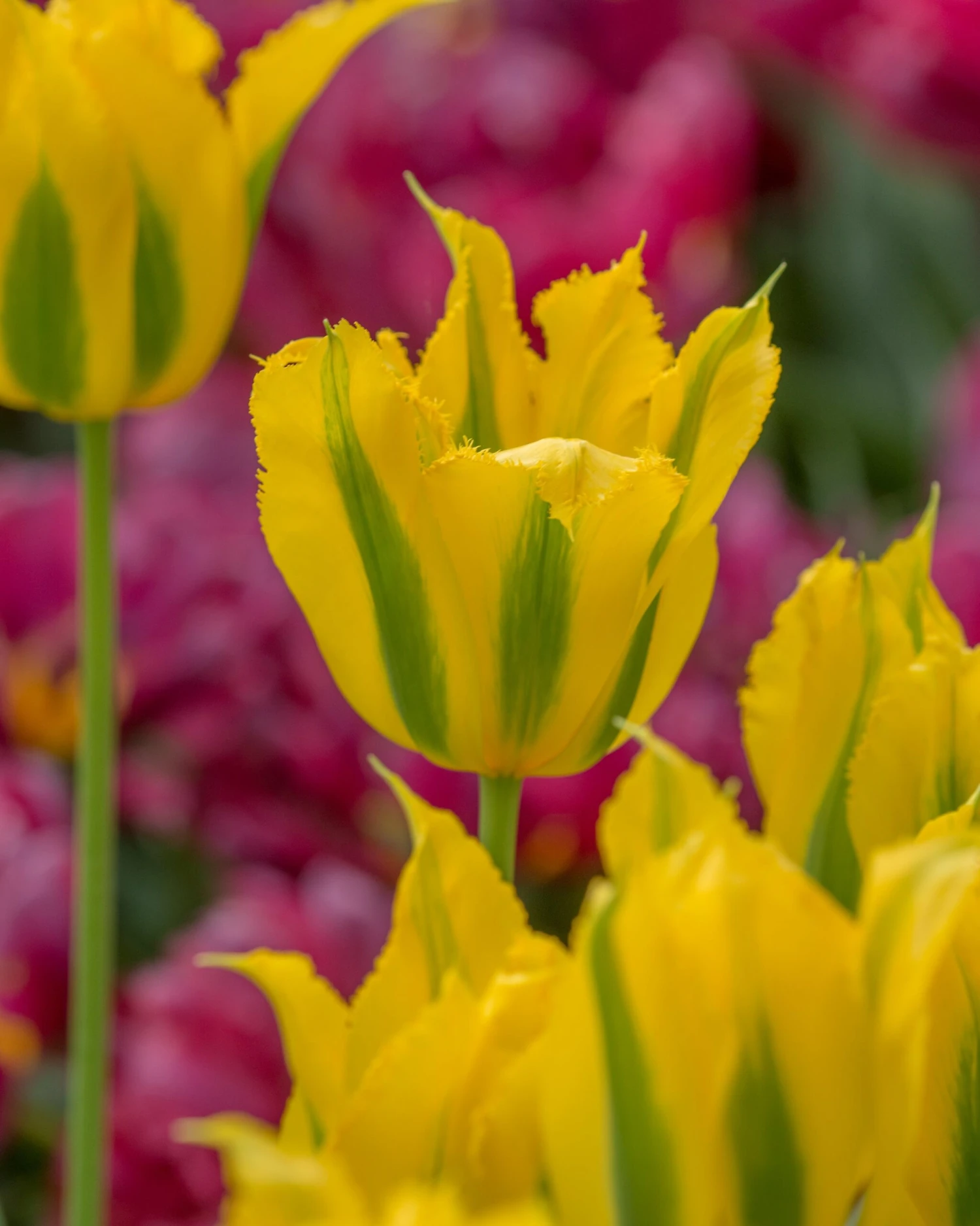 Tulip 'Green Mile' 4 Tulip 'Green Mile' - Image 2