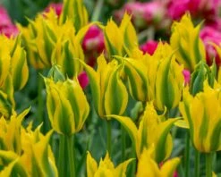 Tulip 'Green Mile' 11 Tulip 'Green Mile' -Flowers Sales Store tulip green mile 4