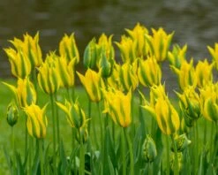 Tulip 'Green Mile' 13 Tulip 'Green Mile' -Flowers Sales Store tulip green mile 6