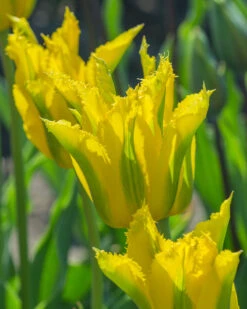 Tulip 'Green Mile' 15 Tulip 'Green Mile' -Flowers Sales Store tulip green mile 7