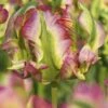 Tulip 'Green Wave' -Flowers Sales Store tulip green wave 1 12cc5f1c 142c 4c1f a734 a4edd9d51c96