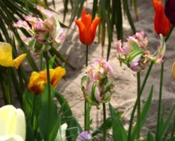 Tulip 'Green Wave' 13 Tulip 'Green Wave' -Flowers Sales Store tulip green wave 1 3c4f2bb4 9cf8 4f12 8779 b547129e962c