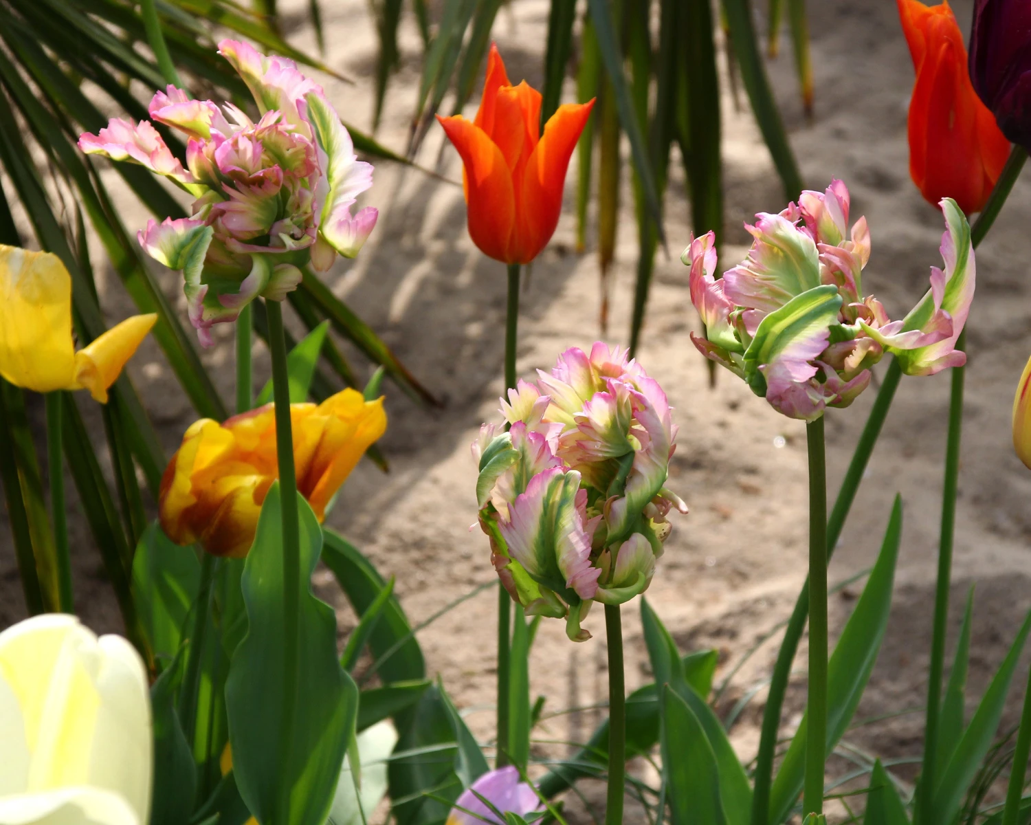 Tulip 'Green Wave' 7 Tulip 'Green Wave' - Image 5