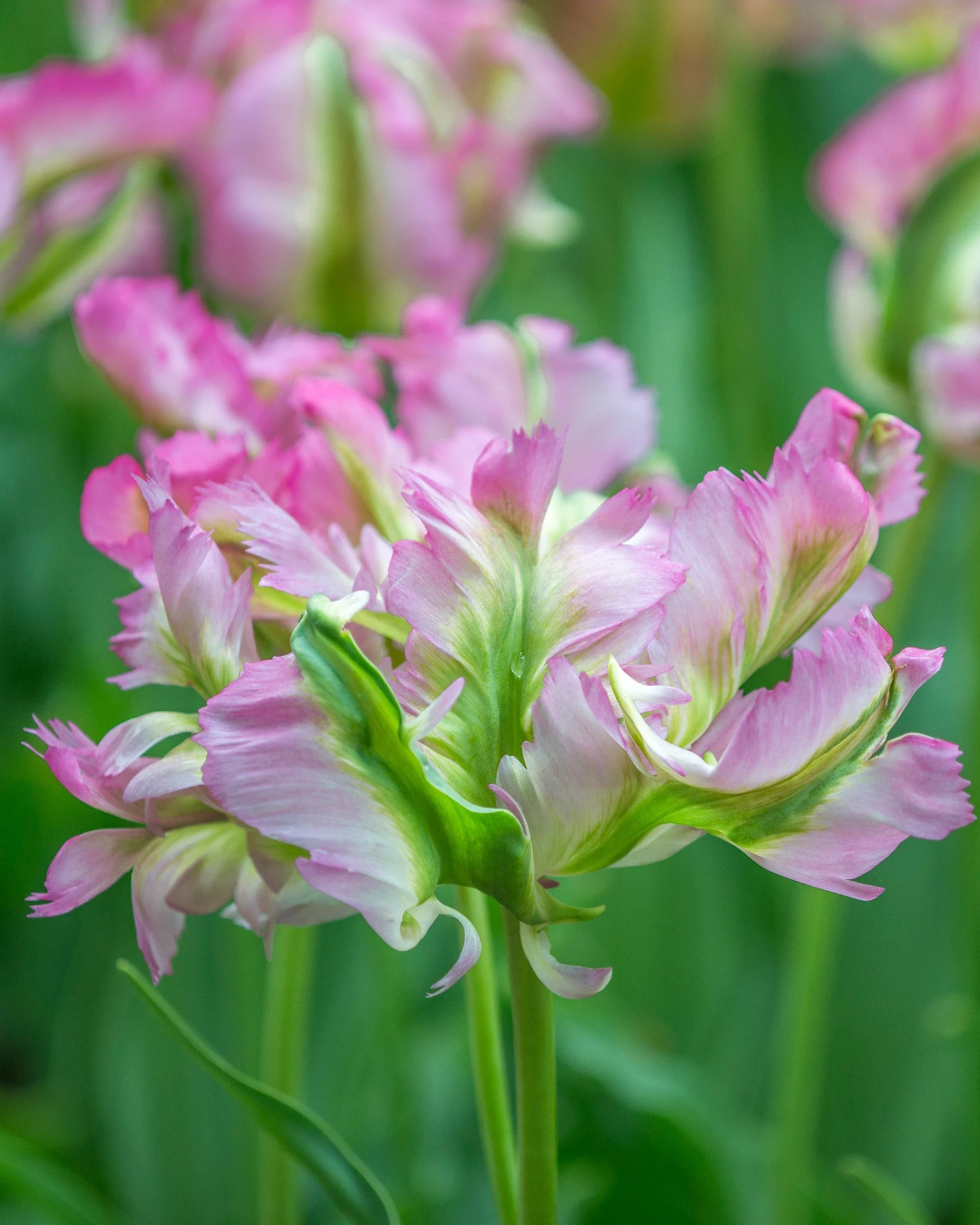 Tulip 'Green Wave' 6 Tulip 'Green Wave' - Image 4