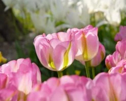 Tulip 'Greenland' 14 Tulip 'Greenland' -Flowers Sales Store tulip greenland 1