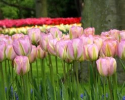 Tulip 'Greenland' 15 Tulip 'Greenland' -Flowers Sales Store tulip greenland 1 88cd3244 4e7b 4e7b 93c8 ad70ec09a497