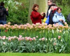 Tulip 'Greenland' 12 Tulip 'Greenland' -Flowers Sales Store tulip greenland 5
