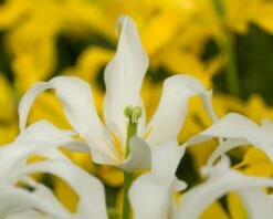 Tulip 'Healthcare' 20 Tulip 'Healthcare' -Flowers Sales Store tulip healthcare 0