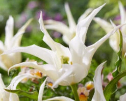 Tulip 'Healthcare' 15 Tulip 'Healthcare' -Flowers Sales Store tulip healthcare 1