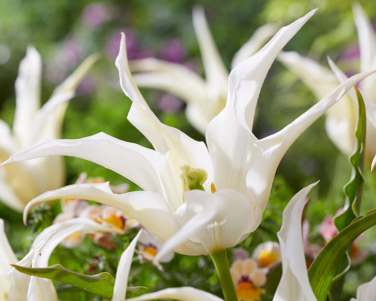 Tulip 'Healthcare' 6 Tulip 'Healthcare' - Image 4