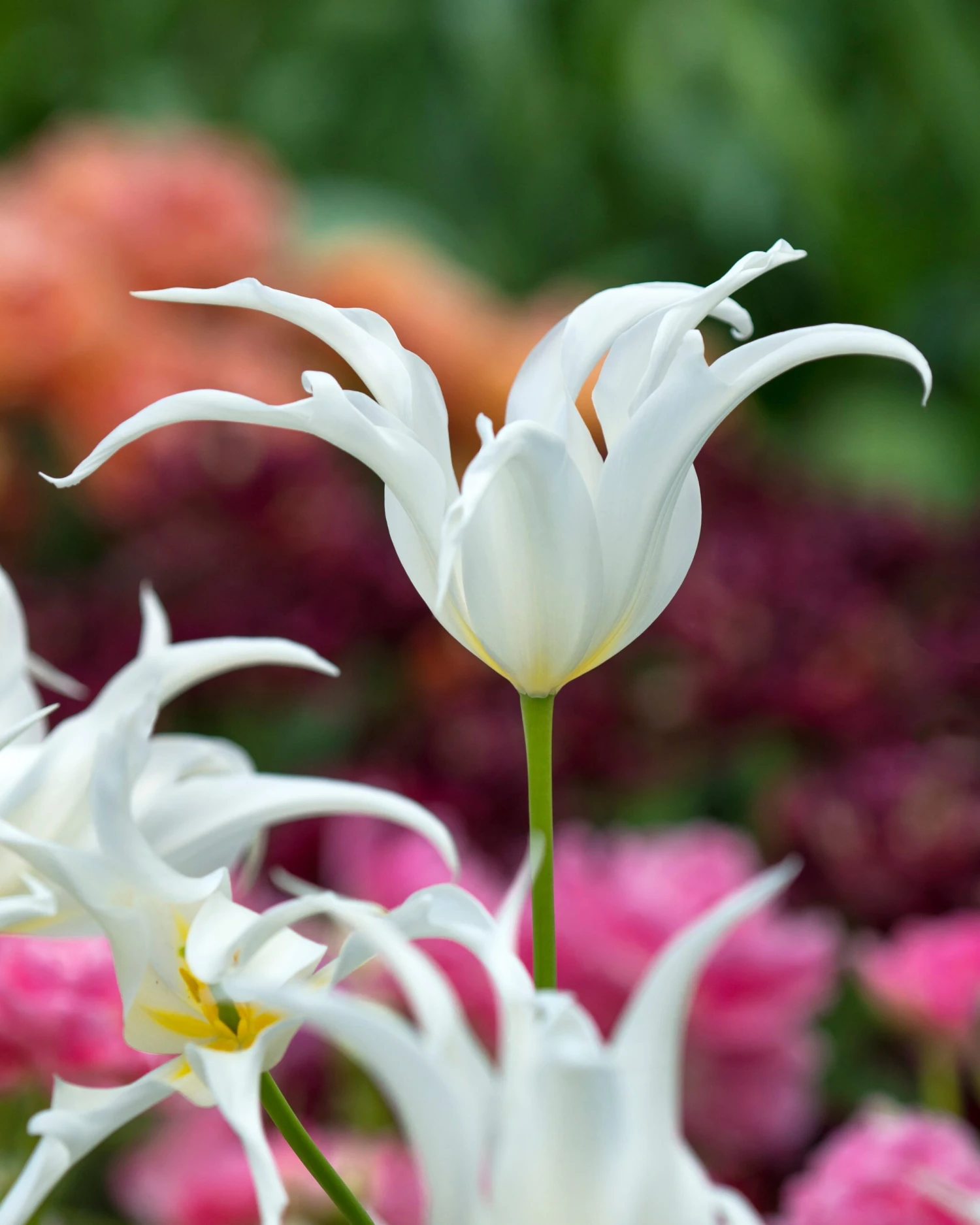 Tulip 'Healthcare' 3 Tulip 'Healthcare'