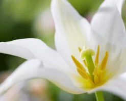 Tulip 'Healthcare' 16 Tulip 'Healthcare' -Flowers Sales Store tulip healthcare 2 3e09d3f1 e7f3 484e 8ca7 91a91ac37c33