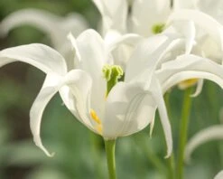 Tulip 'Healthcare' 19 Tulip 'Healthcare' -Flowers Sales Store tulip healthcare 3