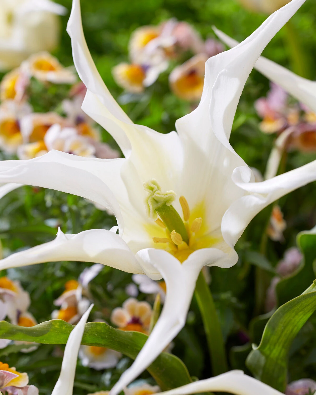 Tulip 'Healthcare' 4 Tulip 'Healthcare' - Image 2