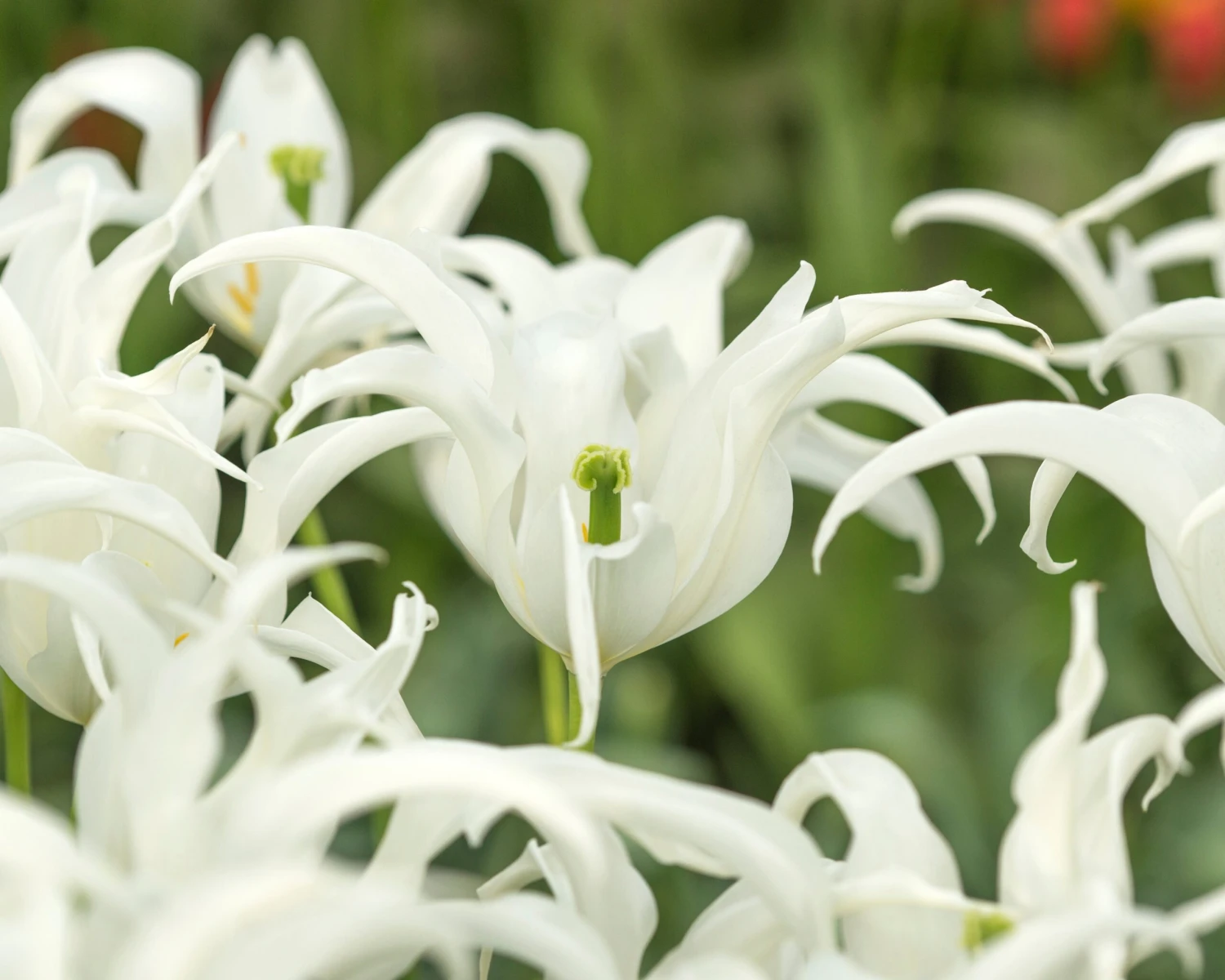 Tulip 'Healthcare' 12 Tulip 'Healthcare' - Image 10