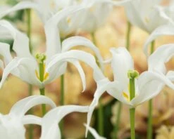 Tulip 'Healthcare' 17 Tulip 'Healthcare' -Flowers Sales Store tulip healthcare 5