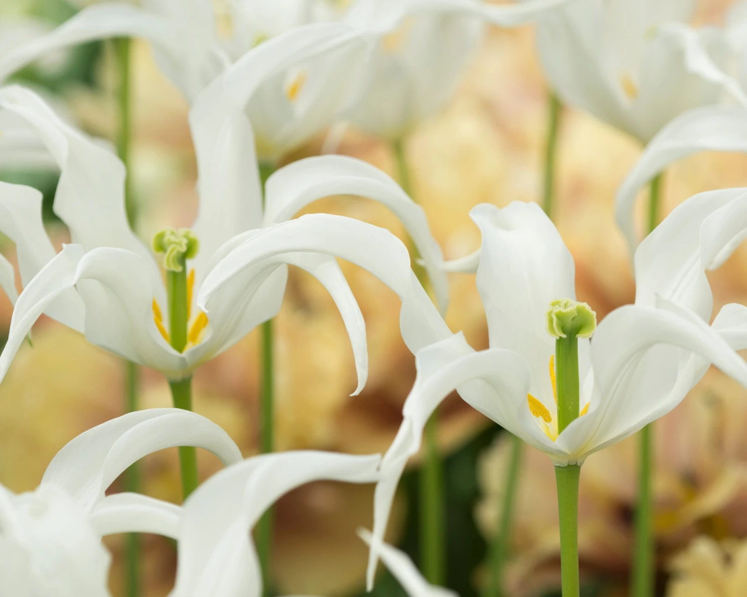 Tulip 'Healthcare' 8 Tulip 'Healthcare' - Image 6