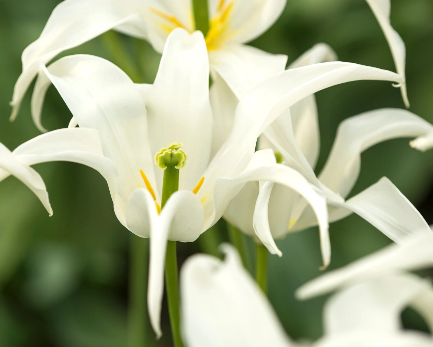 Tulip 'Healthcare' 5 Tulip 'Healthcare' - Image 3