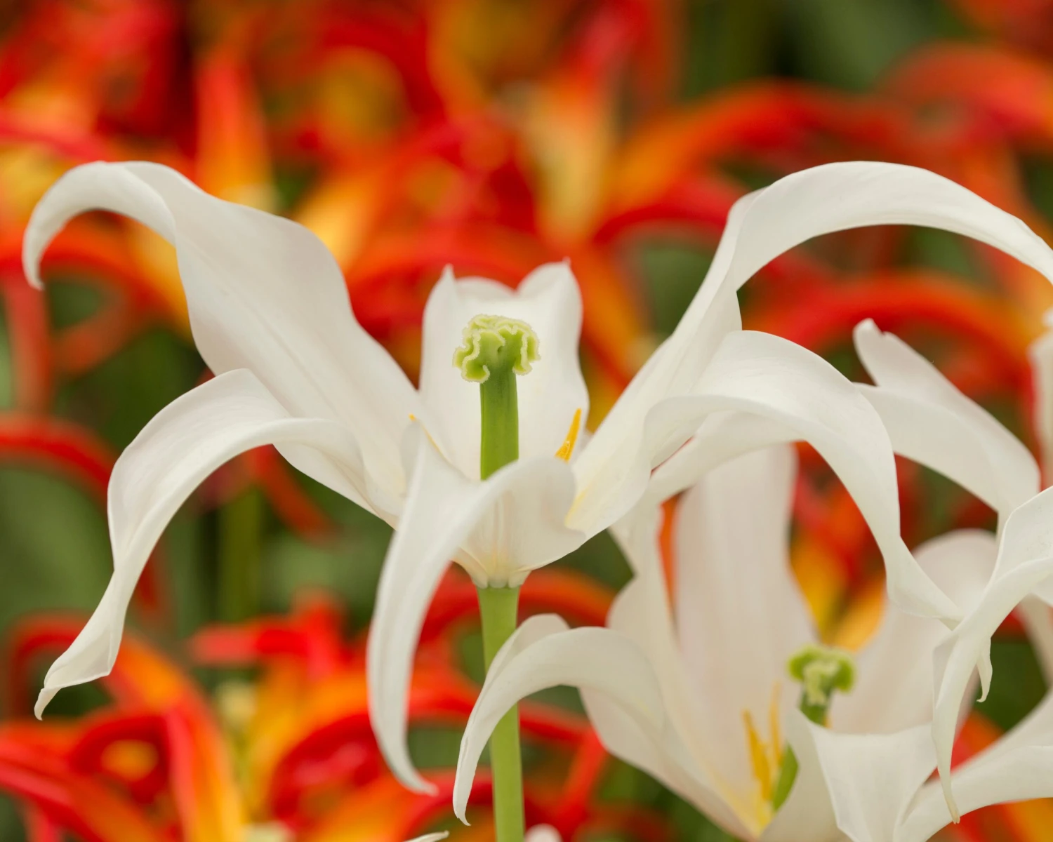 Tulip 'Healthcare' 9 Tulip 'Healthcare' - Image 7