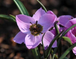 Tulip Humilis 'Helene' 18 Tulip Humilis 'Helene' -Flowers Sales Store tulip helene 1